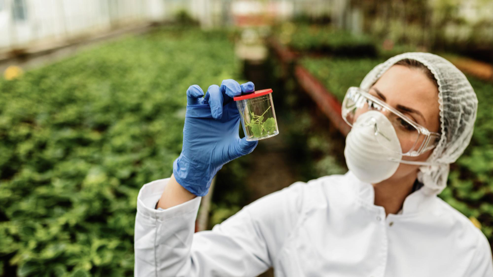 agricultural engineer analyzing plant sample while doing quality control inspection