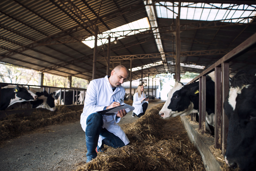 Jurusan Agroteknologi: group of veterinarians doctor checking health status of cattle at cows farm